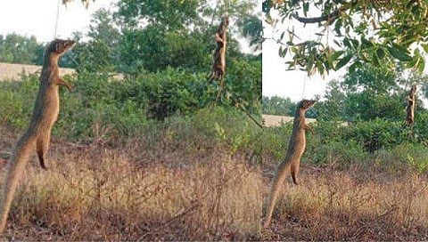 പൂച്ചക്കും പട്ടിക്കും മാത്രമല്ല കീരിക്കും രക്ഷയില്ല, കൊന്ന് കെട്ടിത്തൂക്കി; ക്രൂരത