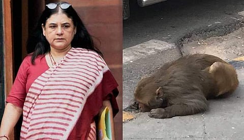 അവശനായ കുരങ്ങിനു വേണ്ടി സഹായ അഭ്യര്‍ഥന, ഉടനെ വാഹനം അയച്ച് മേനകാ ഗാന്ധി; കൈയടി