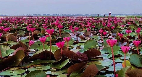 60 ഏക്കറോളം നിറഞ്ഞ് ആമ്പല്‍ വസന്തം ; 50 ശിക്കാര വള്ളങ്ങള്‍ ; സഞ്ചാരികളെ ക്ഷണിച്ച് ടൂറിസം മിഷന്‍
