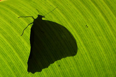 പ്രതി ഒളിവില്‍: മലയത്ത് അപ്പുണ്ണി എഴുതിയ കവിത
