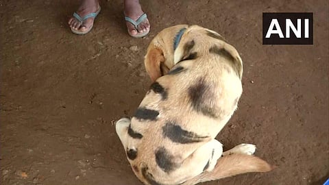 പട്ടിയെ പെയിന്റടിച്ച് കടുവയാക്കി; ഒരു ഗ്രാമം മുഴുവന്‍ ഏറ്റെടുത്തു, ഈ ഐഡിയക്ക് പിന്നില്‍ ഒരു കഥയുണ്ട്...
