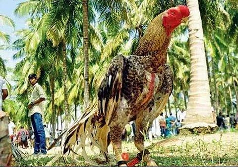 ഒരു കോഴിക്ക് വില ഒന്നര ലക്ഷം! വില്‍ക്കില്ലെന്ന് ഉടമ