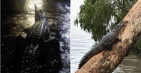 കനത്ത മഴ, പ്രളയം; റോഡില്‍ നിറഞ്ഞ് മുതലകളും 