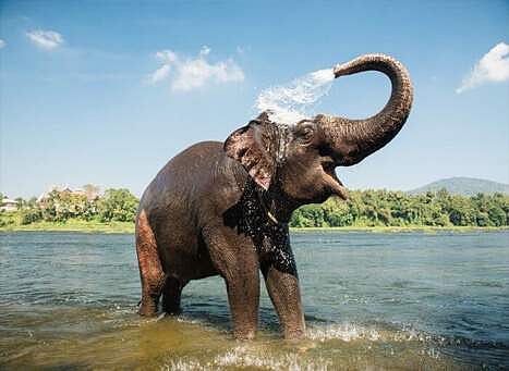 ആനകള്‍ക്ക് ദിവസവും മൂന്ന് കിലോ ചോറ്, ആറ് മാസത്തില്‍ ലാബ് പരിശോധന; ആന പരിപാലനത്തിന് പുതിയ ചട്ടം