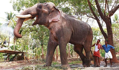 തെച്ചിക്കോട്ടുകാവ് രാമചന്ദ്രൻ ഇടഞ്ഞോടി; മരണം രണ്ടായി