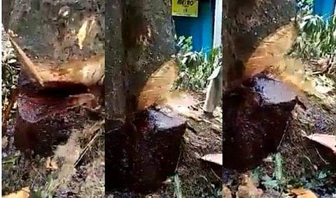 'മരം കരയുന്നത് കണ്ടോ..?';  തണലേകിയ മരം വെട്ടിയപ്പോള്‍ ജലപ്രവാഹം, അമ്പരപ്പോടെ നാട്ടുകാര്‍, വീഡിയോ വൈറല്‍