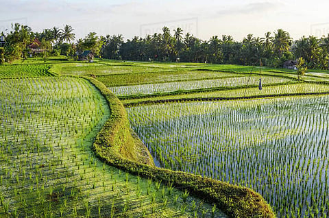 ലഹള: അഭിലാഷ് കെഎസ് എഴുതിയ കവിത