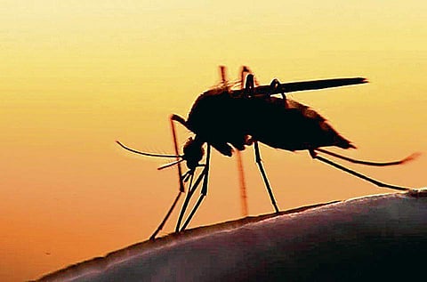 മലപ്പുറത്ത് മലമ്പനി: പരിശോധന ശക്തമാക്കി ആരോഗ്യവകുപ്പ്