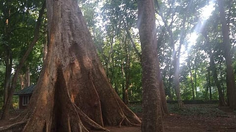 വനഭൂമിയില്‍ നിന്ന് തേക്കു മരങ്ങള്‍ മുറിച്ചു മാറ്റാന്‍ വനം വകുപ്പിന്റെ ആലോചന, പകരം സ്വാഭാവിക വനം വളര്‍ത്തും