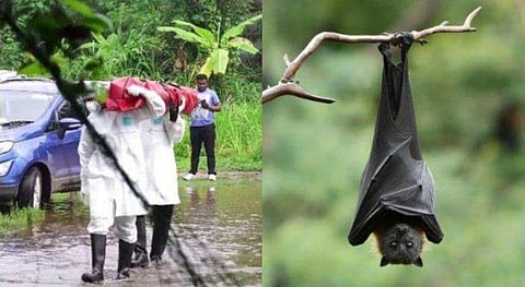 നിപ: വവ്വാലുകളെ പിടിക്കാന്‍ വലകള്‍ സ്ഥാപിച്ചു: ഇന്ന് സാംപിളുകള്‍ ശേഖരിക്കും