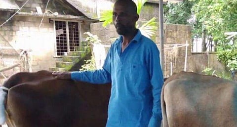 കഞ്ചാവ് വില്‍പനക്കാര്‍ക്കെതിരെ പരാതി നല്‍കി; കര്‍ഷകന്റെ പശുവിന്റെ വാല്‍ മുറിച്ച് പ്രതികാരം