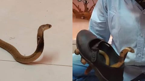 വിദ്യാര്‍ത്ഥിനിയുടെ ഷൂസിനുളളില്‍ മൂര്‍ഖന്‍ കുഞ്ഞ്, പരിഭ്രാന്തി; വീഡിയോ പങ്കുവച്ച് വാവ സുരേഷ് 