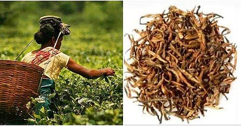 ഒരു കിലോഗ്രാം തേയിലക്ക് 70,500 രൂപ, പൊന്നും വില, റെക്കോഡ്