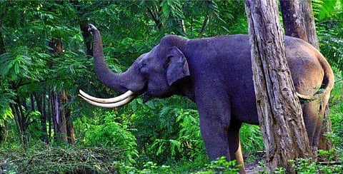 വനത്തില്‍ കയറി തീറ്റയെടുത്തു ; ആന അറസ്റ്റില്‍!