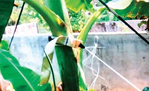 കാറ്റടിച്ചാലും വാഴ വീഴില്ല, കണ്ടെത്തലിന് പേറ്റന്റ് സ്വന്തമാക്കി കുസാറ്റ്‌