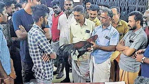 കോഴിപ്പോര് സംഘത്തെ ഓടിച്ചിട്ടു പിടിച്ച് പൊലീസ് ; എട്ട് പോരുകോഴികള്‍ വലയില്‍, സ്‌റ്റേഷനില്‍ ലേലം ; ലഭിച്ചത് 16,600 രൂപ