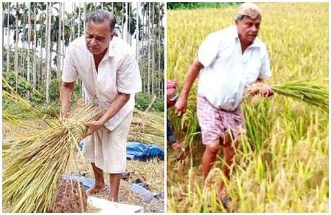 'മണ്ണിന്റെ മണമുള്ള എംഎല്‍എ;' കെ കുഞ്ഞിരാമന്‍ ഇത്തവണ കൊയ്‌തെടുത്തത് 200 പറ നെല്ല്
