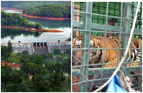 കടുവ നെയ്യാര്‍ ഡാമില്‍ ചാടിയെന്ന് സംശയം; അണക്കെട്ടില്‍ തെരച്ചില്‍