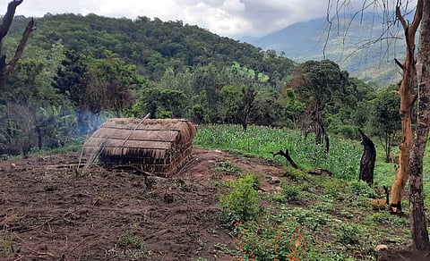 ആദിവാസികളുടെ കൃഷിയിടം/ ഫോട്ടോ: ഫോട്ടോ - എസ്. രാമചന്ദ്രന്‍