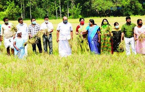 കൊയ്‌ത്തരിവാളുമായി വിനീത് ശ്രീനിവാസൻ; പുന്നച്ചാൽ പാടത്ത് നെൽകറ്റകൾ വിളവെടുത്ത് 'അച്ഛന്റെ മകൻ' 