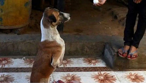 ട്രെയിന്‍ അപകടത്തില്‍ കാലുകള്‍ നഷ്ടമായി; പുതിയ ലോകം തേടി റോക്കി ലണ്ടനിലേക്ക് 