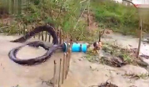 'കോഴിക്കള്ളനെ' തന്ത്രപൂര്‍വ്വം കുടുക്കി, കെണിയില്‍ വീണത് ഭീമാകാരനായ പെരുമ്പാമ്പ് (വീഡിയോ)