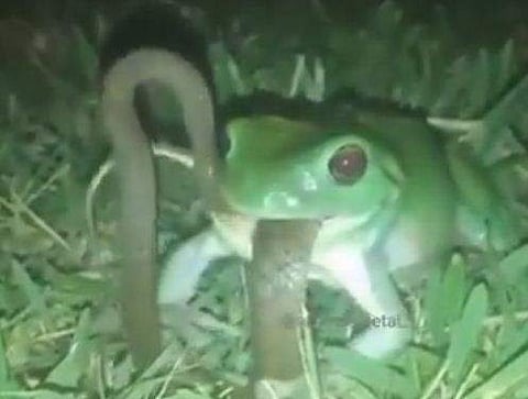 പാമ്പിനെ വിഴുങ്ങുന്ന തവള, അമ്പരപ്പ് (വീഡിയോ)
