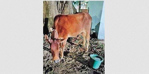 ഉടമസ്ഥ തര്‍ക്കം തീര്‍ക്കാന്‍ പശു പൊലീസ് സ്റ്റേഷനില്‍! വിചിത്രം