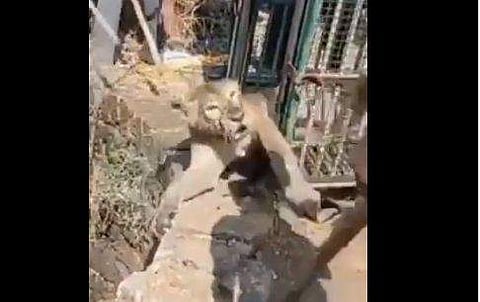 സിംഹത്തെ കെട്ടിവലിച്ച് കിണറിന്റെ മുകളിലേക്ക് കൊണ്ടുവരുന്നു/ ട്വിറ്റര്‍ ചിത്രം