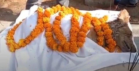 മന്‍ കി ബാത്തില്‍ പ്രധാനമന്ത്രി പരാമര്‍ശിച്ച നായ ഓര്‍മയായി