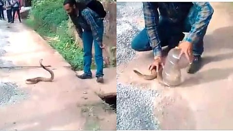 പത്തിവിടര്‍ത്തി 'ശൗര്യത്തോടെ' മൂര്‍ഖന്‍, വിദഗ്ധമായി 'കുപ്പിയിലാക്കി' യുവാവ്, വീഡിയോ വൈറല്‍