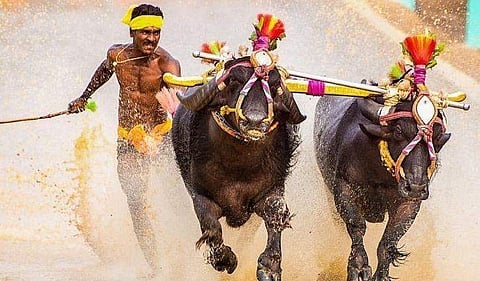 ഇന്ത്യയുടെ 'ഉസൈന്‍ ബോള്‍ട്ട്' ട്രയൽസിനില്ല; താത്പര്യം 'കമ്പള' മത്സരത്തിനെന്ന് ശ്രീനിവാസ ഗൗഡ 