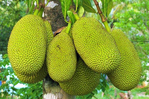 പച്ചച്ചക്ക കഴിക്കൂ; കീമോ ചികിത്സയുടെ പാർശ്വ ഫലങ്ങൾ ഇല്ലാതാക്കാം