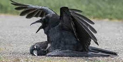 bird flue H5N1 has been confirmed  in Kannur Iritty