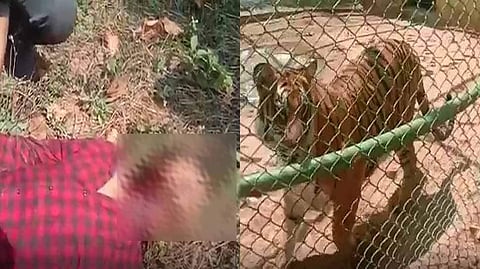 കടുവയുടെ കൂട്ടിലേക്ക് എടുത്തുചാടി; യുവാവിന് ദാരുണാന്ത്യം (വീഡിയോ)