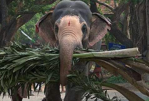 ആന ഉള്‍പ്പെടെയുള്ള വളര്‍ത്തു മൃഗങ്ങളുടെ ഭക്ഷണത്തിനായി ധനസഹായം; അഞ്ച്‌ കോടി രൂപ അനുവദിച്ച്‌ സര്‍ക്കാര്‍
