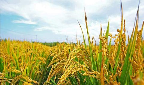 'കൃഷിയില്‍ താത്പര്യമുണ്ടോ, പുത്തന്‍ ആശയങ്ങള്‍ ഉളളവരാണോ?'; കാര്‍ഷിക സര്‍വകലാശാല മാടി വിളിക്കുന്നു, പരിശീലനം, 25 ലക്ഷം രൂപ വരെ ഗ്രാന്റ് 