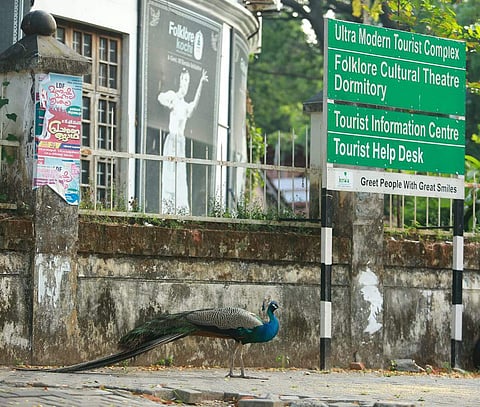 ലോക്ക്ഡൗണ്‍ കാലത്തെ അപ്രതീക്ഷിത അതിഥി; ഫോര്‍ട്ട് കൊച്ചിയില്‍ ദൃശ്യവിരുന്നൊരുക്കി മയില്‍ (ചിത്രങ്ങള്‍)