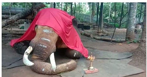 ഗജവീരന്‍ ചെര്‍പ്പുളശ്ശേരി നീലകണ്ഠൻ ചരിഞ്ഞു