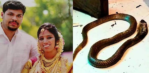 മൂർഖൻ പാമ്പിന്റെ നീളം 152 സെന്റി മീറ്റർ; പോസ്റ്റുമോർട്ടം പൂർത്തിയായി; എല്ലും പല്ലും തലച്ചോറും പരിശോധനയ്ക്ക്