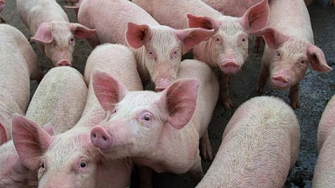 African swine fever 