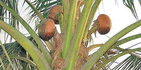 സംസ്ഥാനത്ത് കള്ളുഷാപ്പുകള്‍ അടുത്താഴ്ച തുറന്നേക്കും