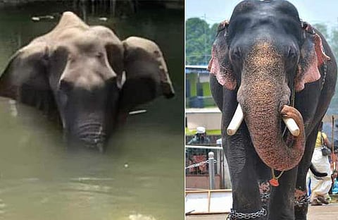 ആനപ്രേമികളേ, നിങ്ങള്‍ക്കറിയാമോ തിരുവമ്പാടി ശിവസുന്ദര്‍ എങ്ങനെയാണ് മരിച്ചതെന്ന്?