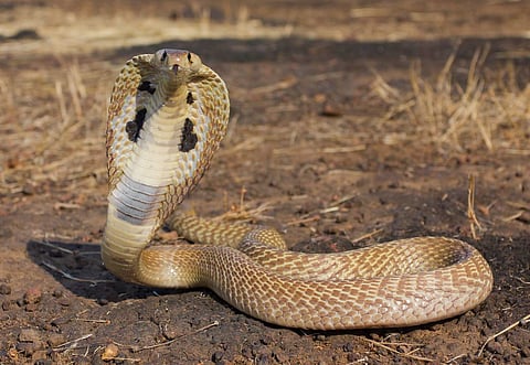 പ്രതീകാത്മക ചിത്രം