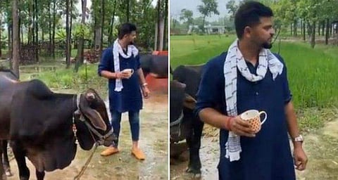 ജയ് ഗോമാതാ! പശുക്കളെ പരിപാലിച്ച് സുരേഷ് റെയ്‌ന