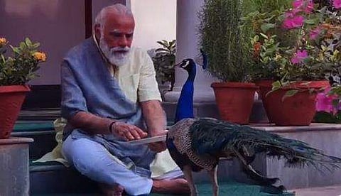 പ്രഭാത വ്യായാമത്തിനിടെ ഔദ്യോ​ഗിക വസതിയിൽ വച്ച് മയിലുകൾക്ക് ഭക്ഷണം നൽകി പ്രധാനമന്ത്രി (വീഡിയോ)