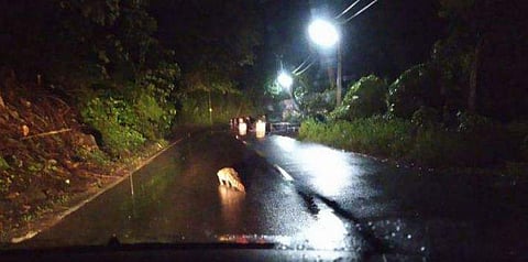കനത്തമഴയും കുറ്റാക്കൂരിരുട്ടും ; നടുറോഡില്‍ ചീങ്കണ്ണിക്ക് മുന്നില്‍പ്പെട്ട് യാത്രക്കാരന്‍ ( വീഡിയോ )
