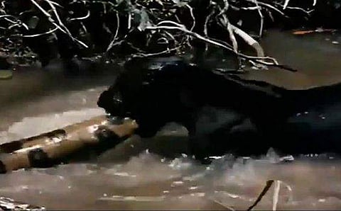 അനാക്കോണ്ടയുടെ വാലില്‍ കടിച്ച് വലിച്ചിഴയ്ക്കുന്ന കരിമ്പുലി