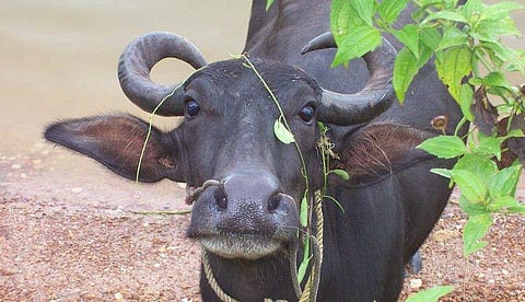 പ്രതീകാത്മക ചിത്രം
