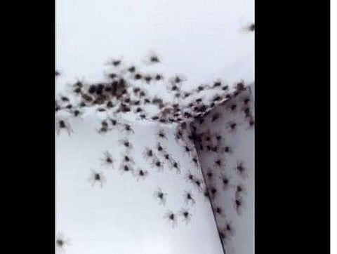 ഭിത്തിയില്‍ ഇഴഞ്ഞുനീങ്ങുന്ന എട്ടുകാലികള്‍